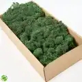 Reindeer moss DARK şoklanmış norveç yosunu (250GR)