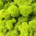 Reindeer moss LİME şoklanmış norveç yosunu (250GR)