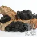 Reindeer moss SİYAH şoklanmış norveç yosunu (30GR)
