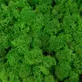 Reindeer moss MEDİUM şoklanmış norveç yosunu (30GR)