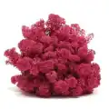 Reindeer moss MÜRDÜM şoklanmış norveç yosunu (30GR)