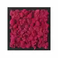 Reindeer moss MÜRDÜM şoklanmış norveç yosunu (30GR)
