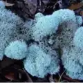 Reindeer moss AQUAMARİNE şoklanmış norveç yosunu (30GR)
