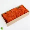 Reindeer moss TURUNCU şoklanmış norveç yosunu (30GR)