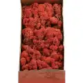 Reindeer moss SİENA şoklanmış norveç yosunu (30GR)