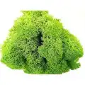 Reindeer moss SPRİNG şoklanmış norveç yosunu (30GR)
