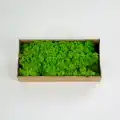 Reindeer moss SPRİNG şoklanmış norveç yosunu (30GR)