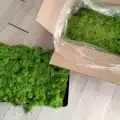 Reindeer moss spring green şoklanmış norveç yosunu 5 kg