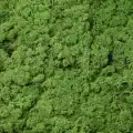 Reindeer moss forest green şoklanmış norveç yosunu 5 kg