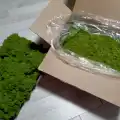 Reindeer moss lime green şoklanmış norveç yosunu 5 kg