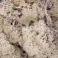 Reindeer moss beyaz şoklanmış norveç yosunu