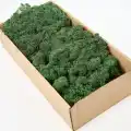 Reindeer moss dark green şoklanmış norveç yosunu