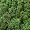 Reindeer moss dark green şoklanmış norveç yosunu