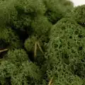 Reindeer moss dark green şoklanmış norveç yosunu
