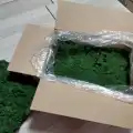 Reindeer moss dark green şoklanmış norveç yosunu 4 kg
