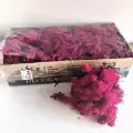 Reindeer moss erica(mürdüm) şoklanmış norveç yosunu