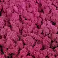 Reindeer moss erica(mürdüm) şoklanmış norveç yosunu