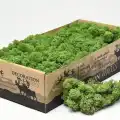 Reindeer moss forest green-dark green 2li set şoklanmış norveç yosunu
