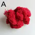 Reindeer moss kırmızı şoklanmış norveç yosunu