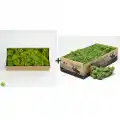 Reindeer moss lime green-forest green 2li set şoklanmış norveç yosunu