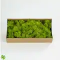 Reindeer moss lime green-forest green 2li set şoklanmış norveç yosunu