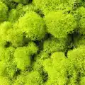 Reindeer moss lime green şoklanmış norveç yosunu