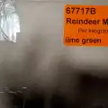 Reindeer moss lime green şoklanmış norveç yosunu 4 kg