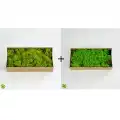 Reindeer moss lime green-spring green 2li set şoklanmış norveç yosunu