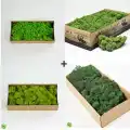 Reindeer moss lime-spring-forest-dark green 4lü set şoklanmış norveç yosunu