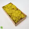Reindeer moss mavi-sarı 2li set şoklanmış norveç yosunu
