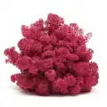 Reindeer moss mürdüm şoklanmış norveç yosunu 500gr