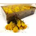 Reindeer moss sarı (hardal) şoklanmış norveç yosunu