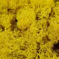 Reindeer moss sarı şoklanmış norveç yosunu