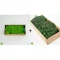Reindeer moss spring green-dark green 2li set şoklanmış norveç yosunu