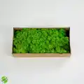Reindeer moss spring green-dark green 2li set şoklanmış norveç yosunu
