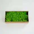 Reindeer moss spring green şoklanmış norveç yosunu