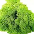 Reindeer moss spring green şoklanmış norveç yosunu