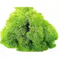 Reindeer moss spring green şoklanmış norveç yosunu 4 kg