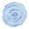 Rose Amor BLU-89 MAVİ şoklanmış solmaz gül XL