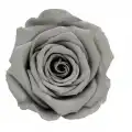 Rose Amor GRİ şoklanmış solmaz gül XL