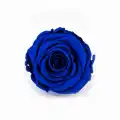 Rose Amor LACİVERT şoklanmış solmaz gül XL