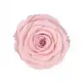 Rose Amor PİNK - 04 PEMBE şoklanmış solmaz gül XL