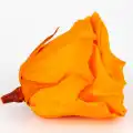 Rose Amor TURUNCU şoklanmış solmaz gül XL