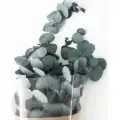 Şoklanmış Eucalyptus Populus Bitkisi
