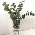 Şoklanmış Eucalyptus Populus Bitkisi
