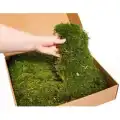 Şoklanmış Flatmoss Kara Yosunu 250 Gr.
