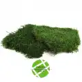 Şoklanmış Flatmoss Kara Yosunu 250 Gr.