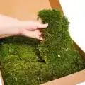 Şoklanmış Flatmoss Kara Yosunu 500 Gr.