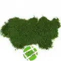 Şoklanmış Flatmoss Kara Yosunu 500 Gr.