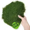 Şoklanmış Flatmoss Kara Yosunu 500 Gr.